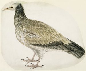Avvoltoio egiziano, c.1736 da Charles Collins
